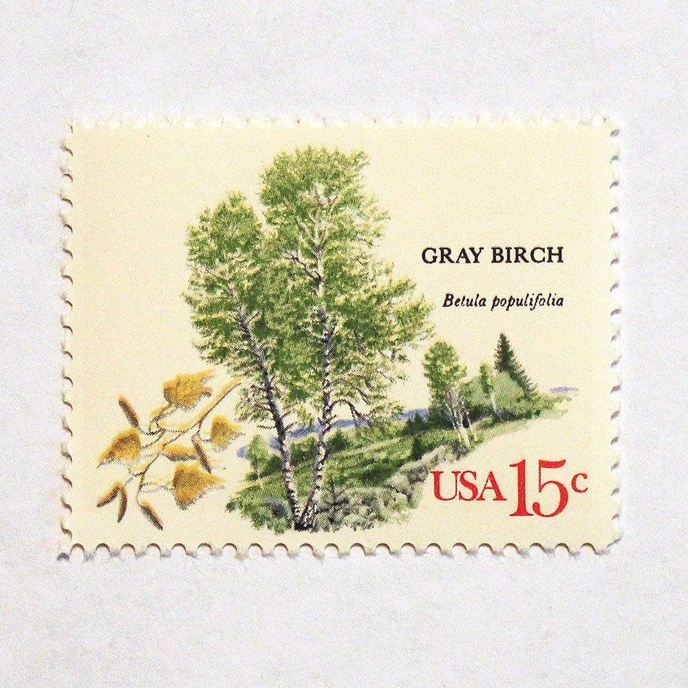 15c Gray Birch Stamps - Pack of 10